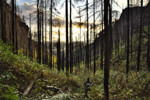 Tal mit verkohlten Fichten, darunter junge Birken im Laub. 